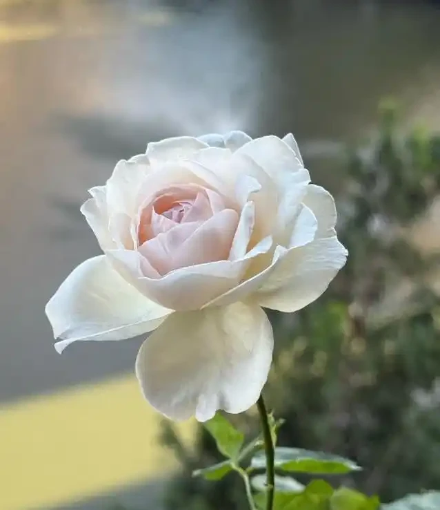 陽臺玫瑰開花秘訣,7招讓花開365天!