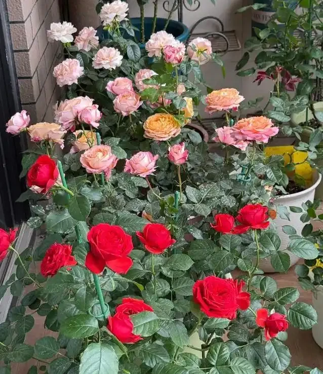 陽臺玫瑰開花秘訣,7招讓花開365天!