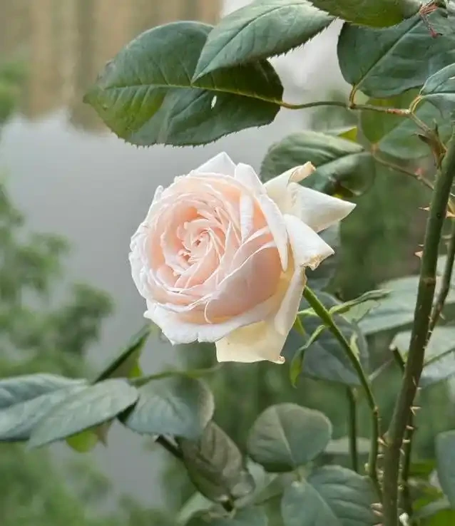 陽臺玫瑰開花秘訣,7招讓花開365天!