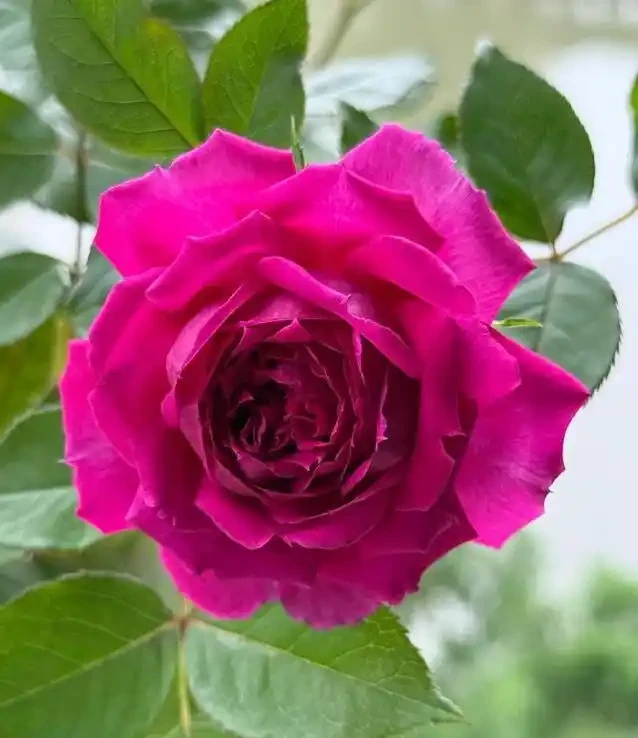陽臺玫瑰開花秘訣,7招讓花開365天!