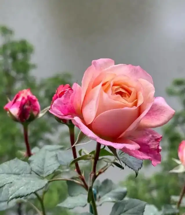 陽臺玫瑰開花秘訣,7招讓花開365天!