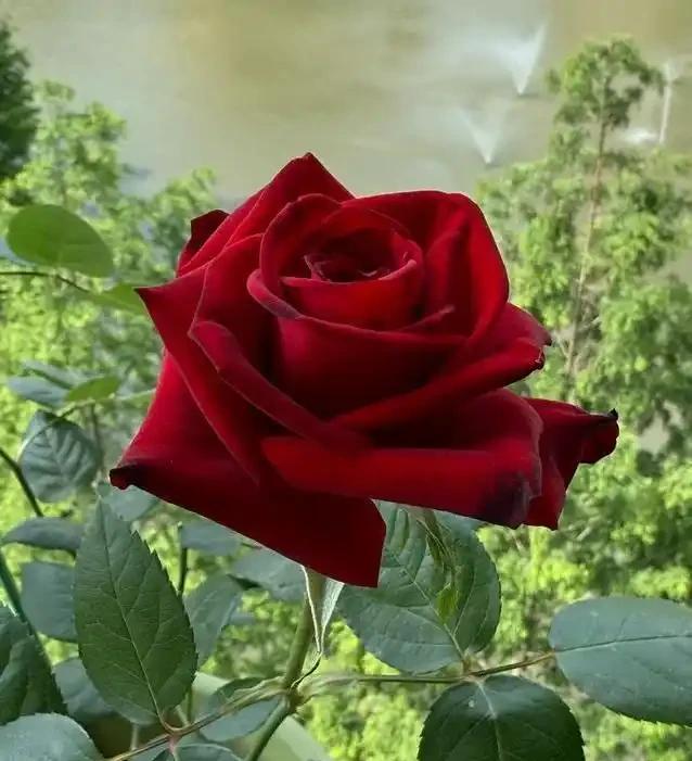 陽臺玫瑰開花秘訣,7招讓花開365天!
