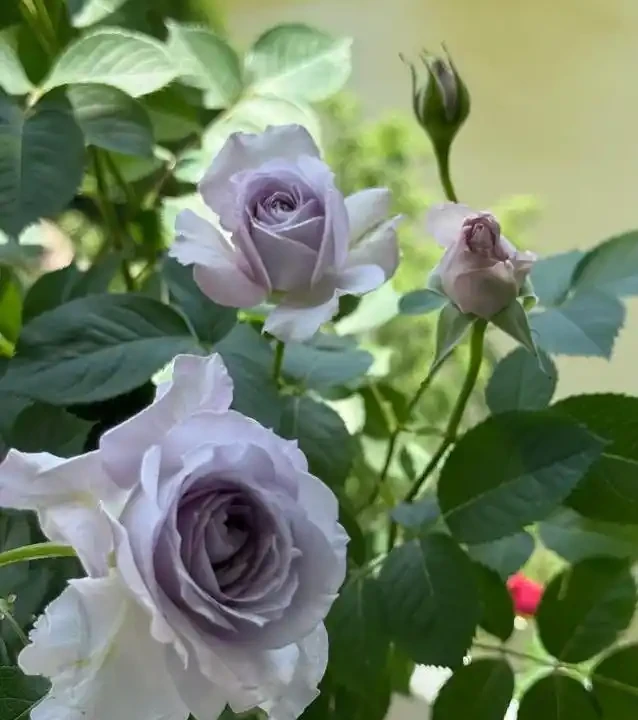 陽臺玫瑰開花秘訣,7招讓花開365天!