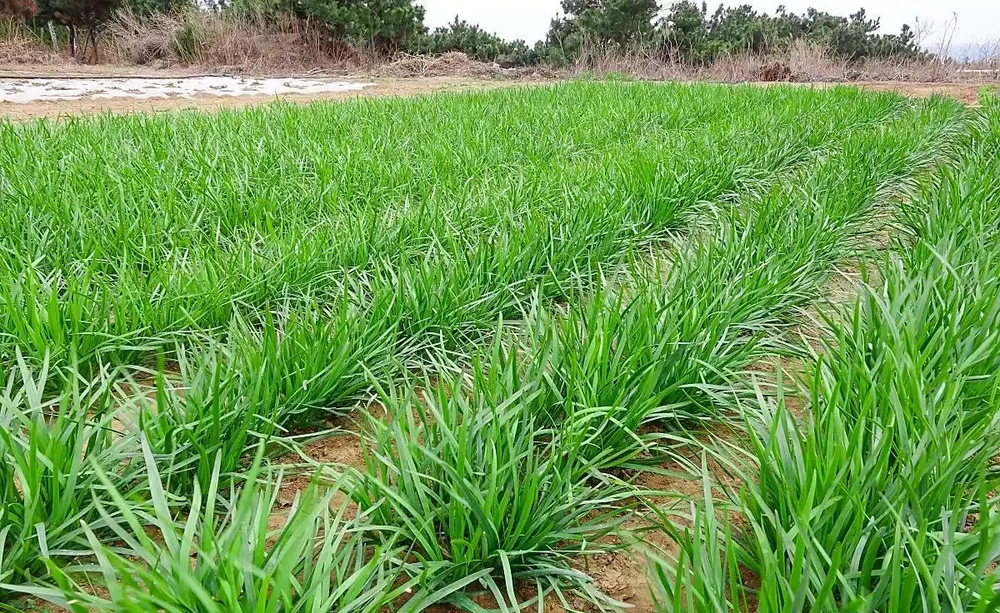 菜地裡的「營養餐」:給菜喂對了,棵棵長得冒油光!