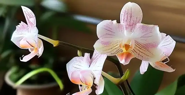 蘭花葉子突然掉落?緊急處理這樣做