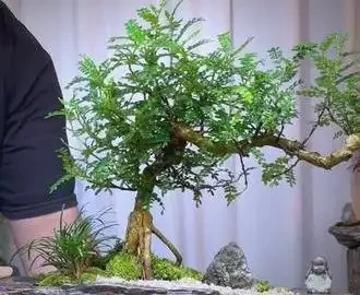 十大吉祥花推薦，為家居增添好運與美好