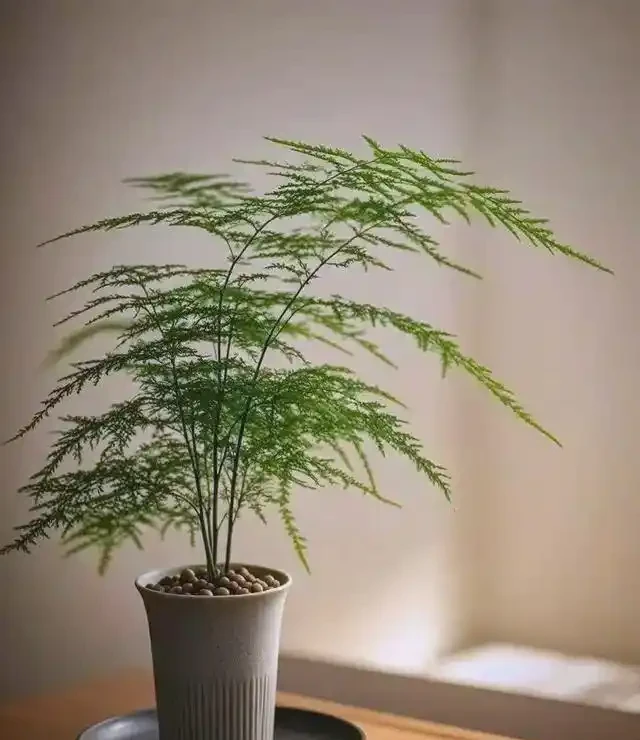 十大吉祥花推薦，為家居增添好運與美好