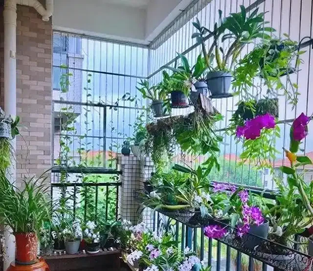 十大吉祥花推薦，為家居增添好運與美好