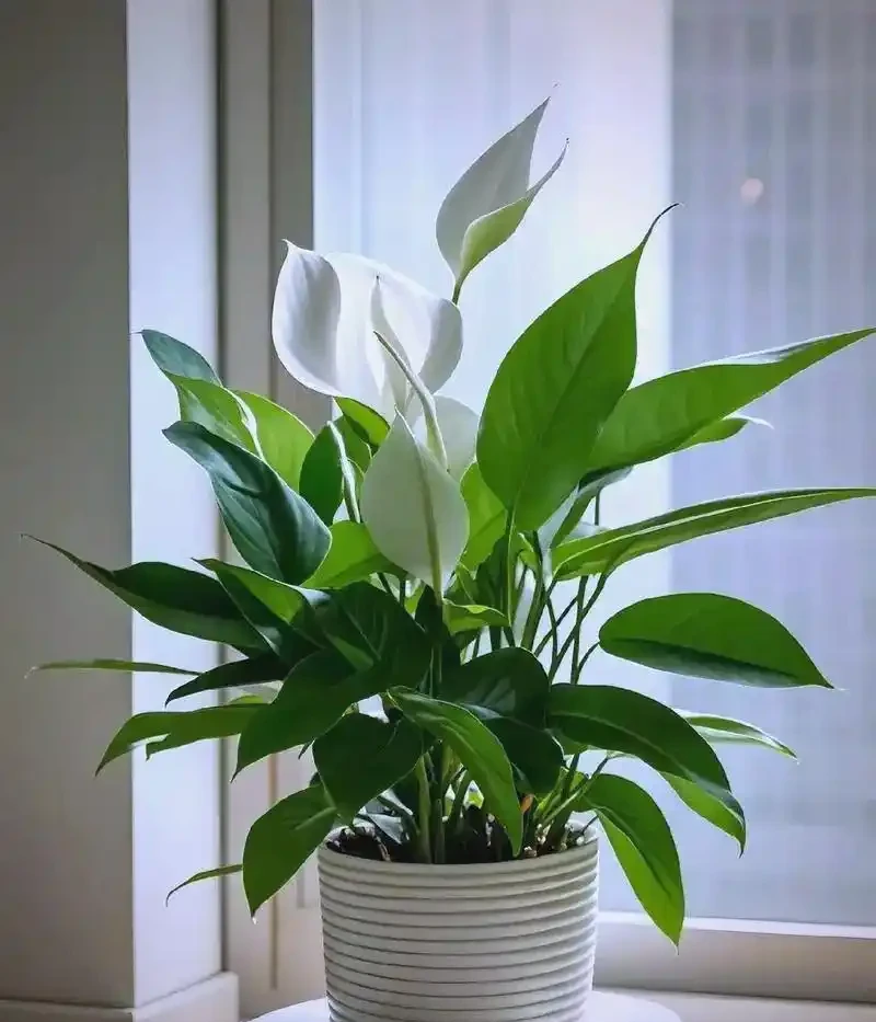 十大吉祥花推薦，為家居增添好運與美好