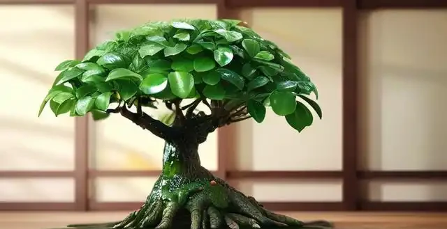 幸福樹葉子有粘液怎麼辦?可能是蟲害