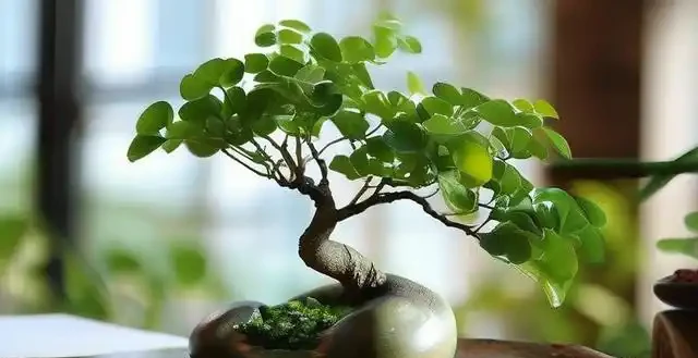 招財樹葉子耷拉著沒精神 試試這樣救一救