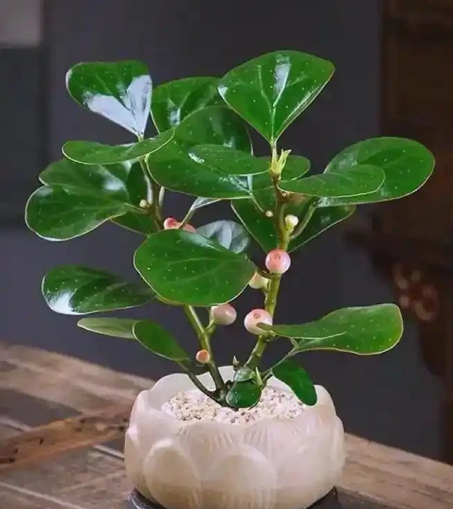 十大吉祥花推薦，為家居增添好運與美好
