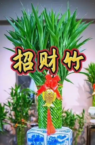 十大吉祥花推薦，為家居增添好運與美好