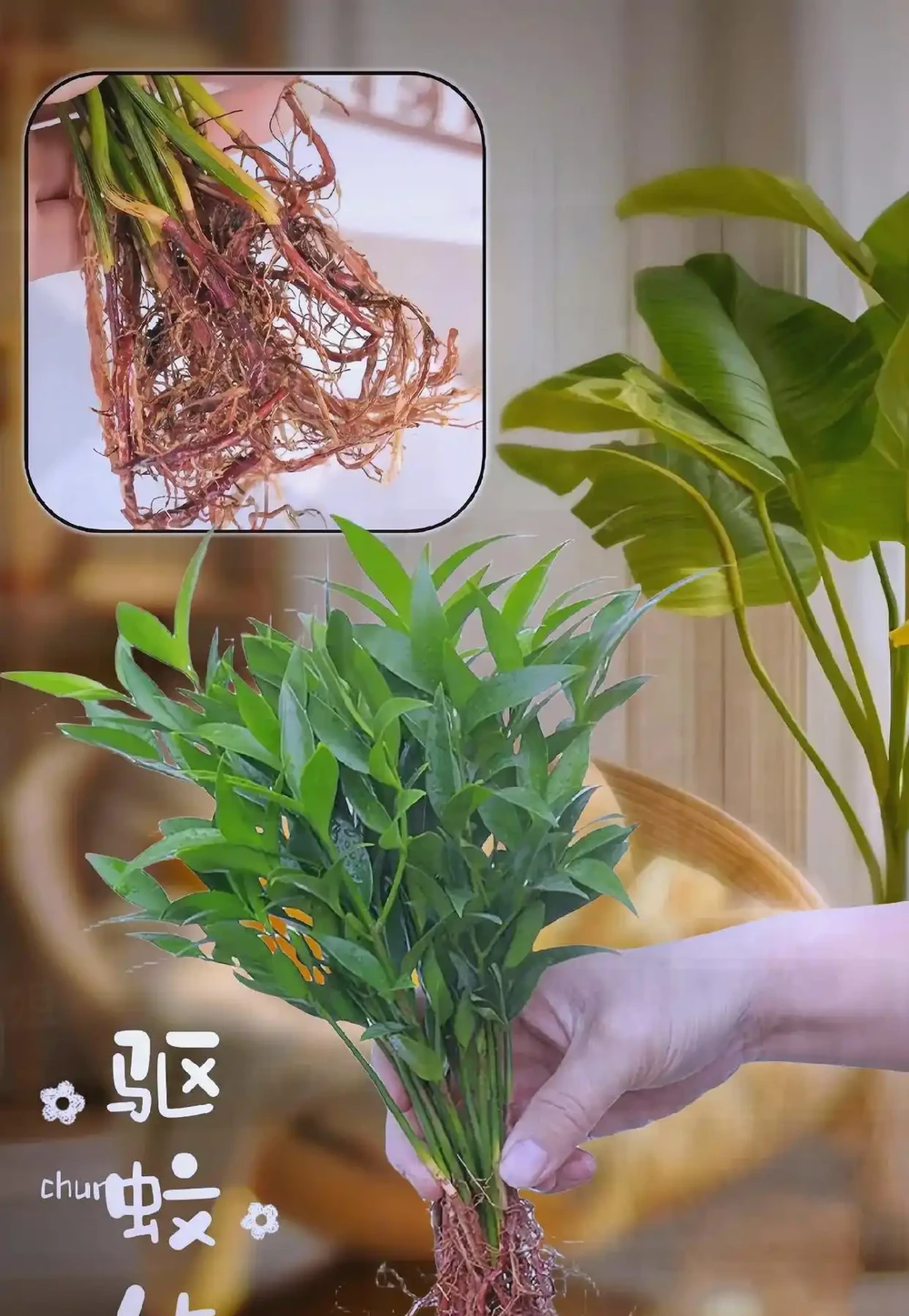 十大吉祥花推薦，為家居增添好運與美好