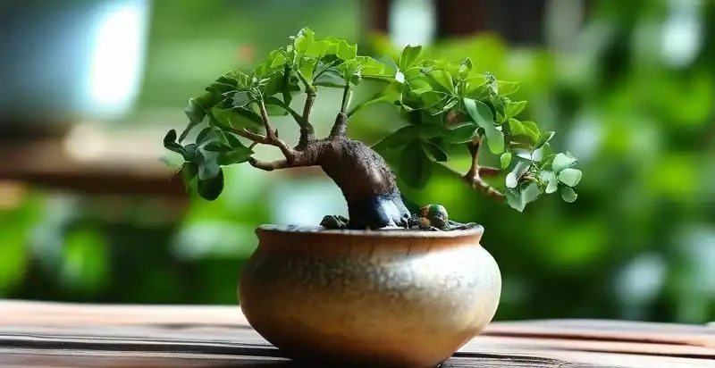 招財樹葉子耷拉著沒精神 試試這樣救一救