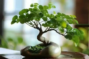 招財樹葉子耷拉著沒精神 試試這樣救一救
