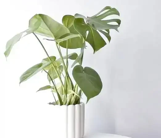 家庭必備綠植清單:10 種好養又實用的室內植物,附養護指南與擺放技巧