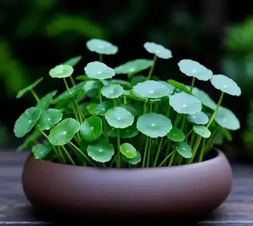 家庭必備綠植清單:10 種好養又實用的室內植物,附養護指南與擺放技巧