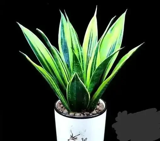 家庭必備綠植清單:10 種好養又實用的室內植物,附養護指南與擺放技巧