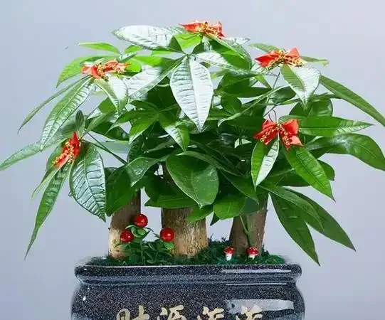 家庭必備綠植清單:10 種好養又實用的室內植物,附養護指南與擺放技巧