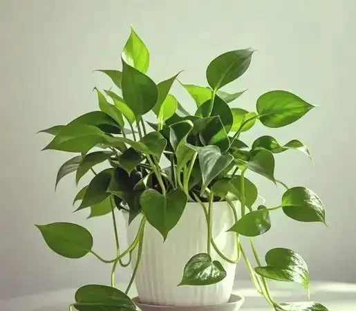 家庭必備綠植清單:10 種好養又實用的室內植物,附養護指南與擺放技巧