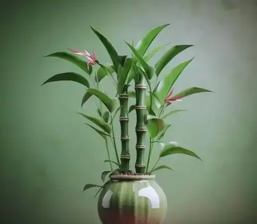 家庭必備綠植清單:10 種好養又實用的室內植物,附養護指南與擺放技巧