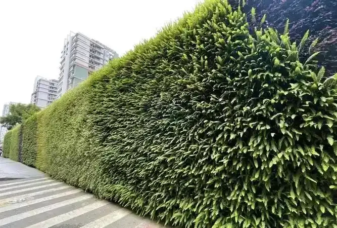 家庭必備綠植清單:10 種好養又實用的室內植物,附養護指南與擺放技巧