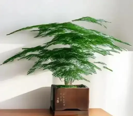 家庭必備綠植清單:10 種好養又實用的室內植物,附養護指南與擺放技巧