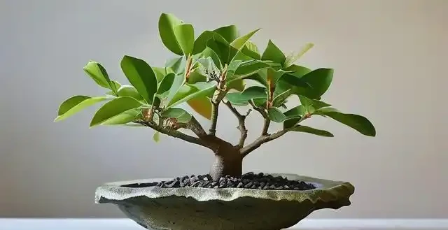 幸福樹用什麼花盆好？選盆要點在這裡