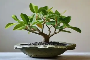 幸福樹用什麼花盆好？選盆要點在這裡
