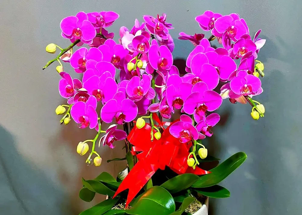 十種吉祥花卉:為家居增添幸福光彩