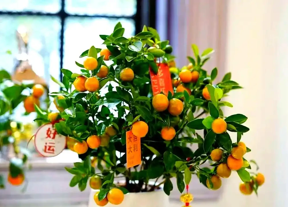 十種吉祥花卉:為家居增添幸福光彩