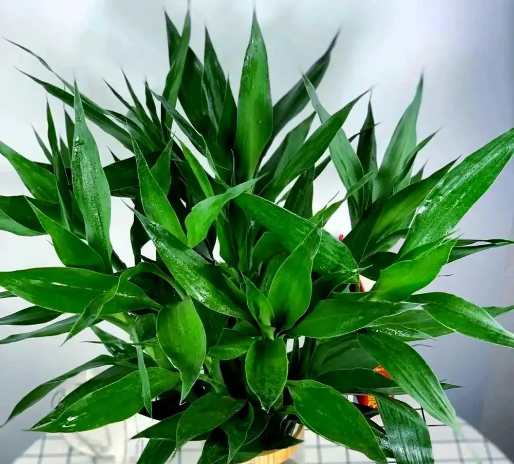 十種吉祥花卉:為家居增添幸福光彩