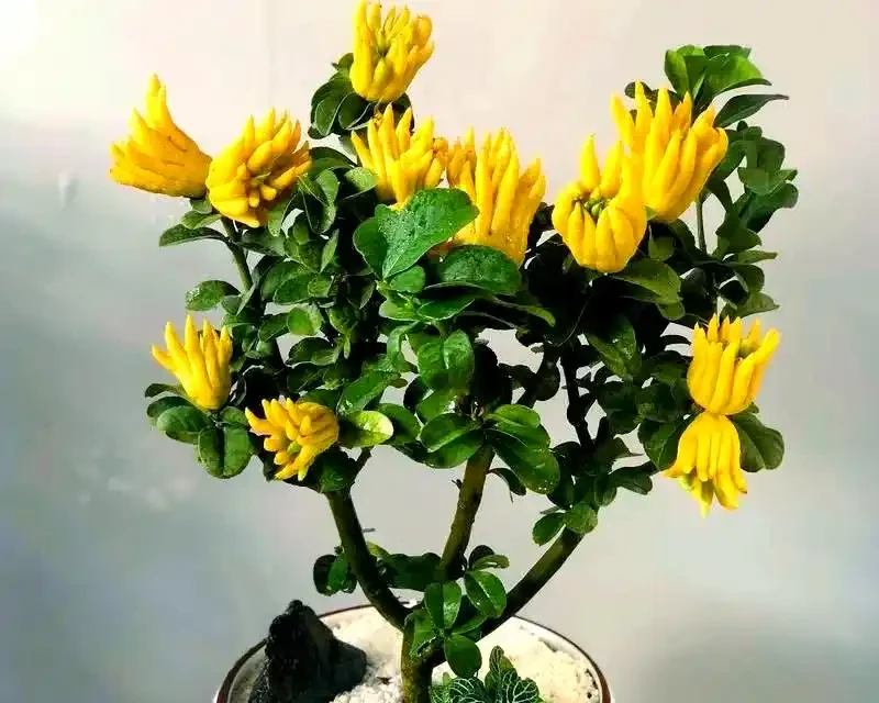 十種吉祥花卉:為家居增添幸福光彩