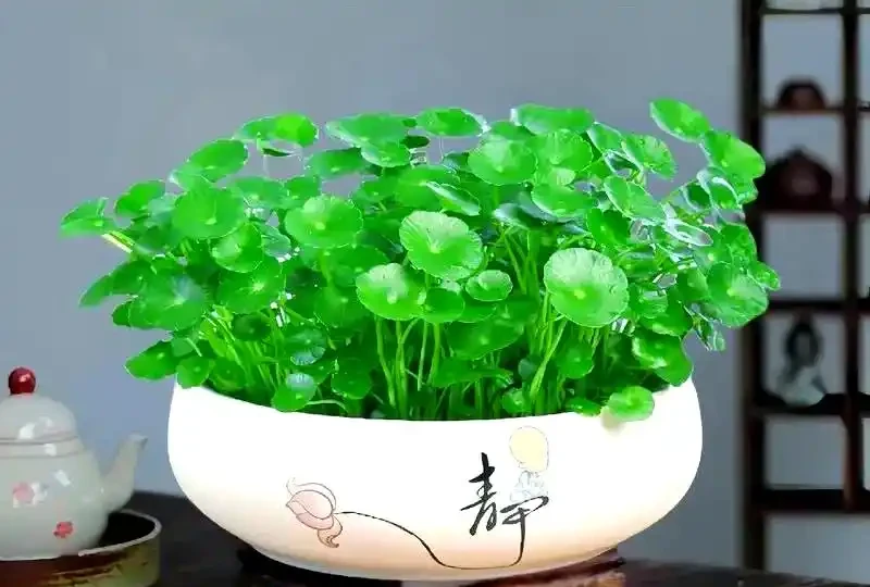 十種吉祥花卉:為家居增添幸福光彩