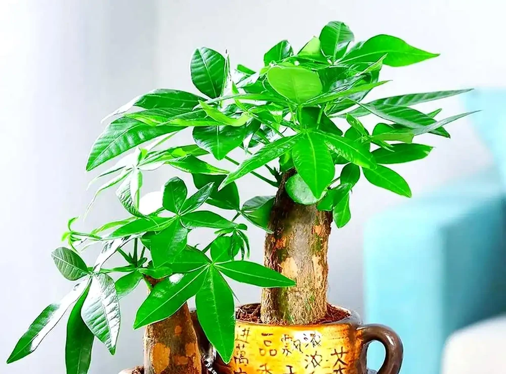 十種吉祥花卉:為家居增添幸福光彩