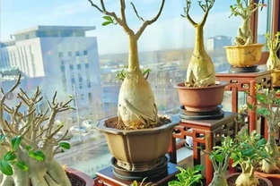 沙漠玫瑰修剪後多久發芽？沙漠玫瑰修剪：開啟新生的 「魔法剪刀」
