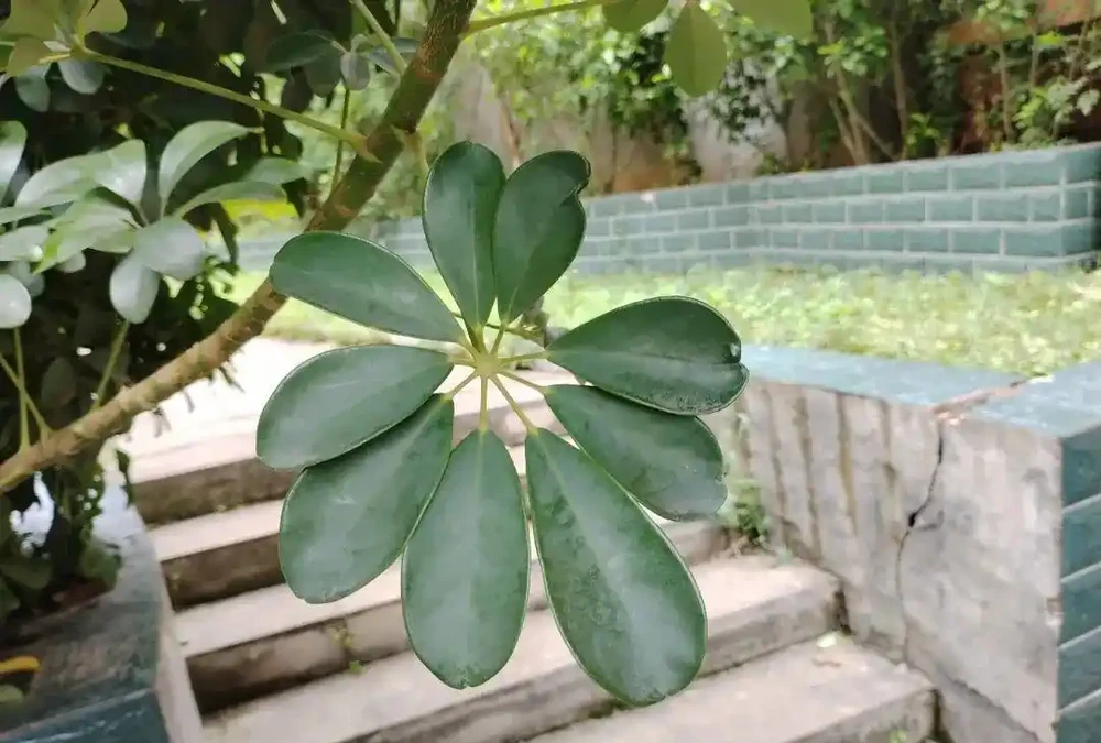 七葉蓮|學名「鵝掌藤」,名字帶「藤」卻不是藤,專治跌打風溼的民間良藥