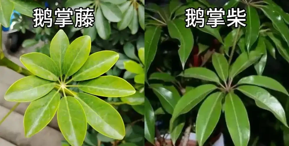 七葉蓮|學名「鵝掌藤」,名字帶「藤」卻不是藤,專治跌打風溼的民間良藥