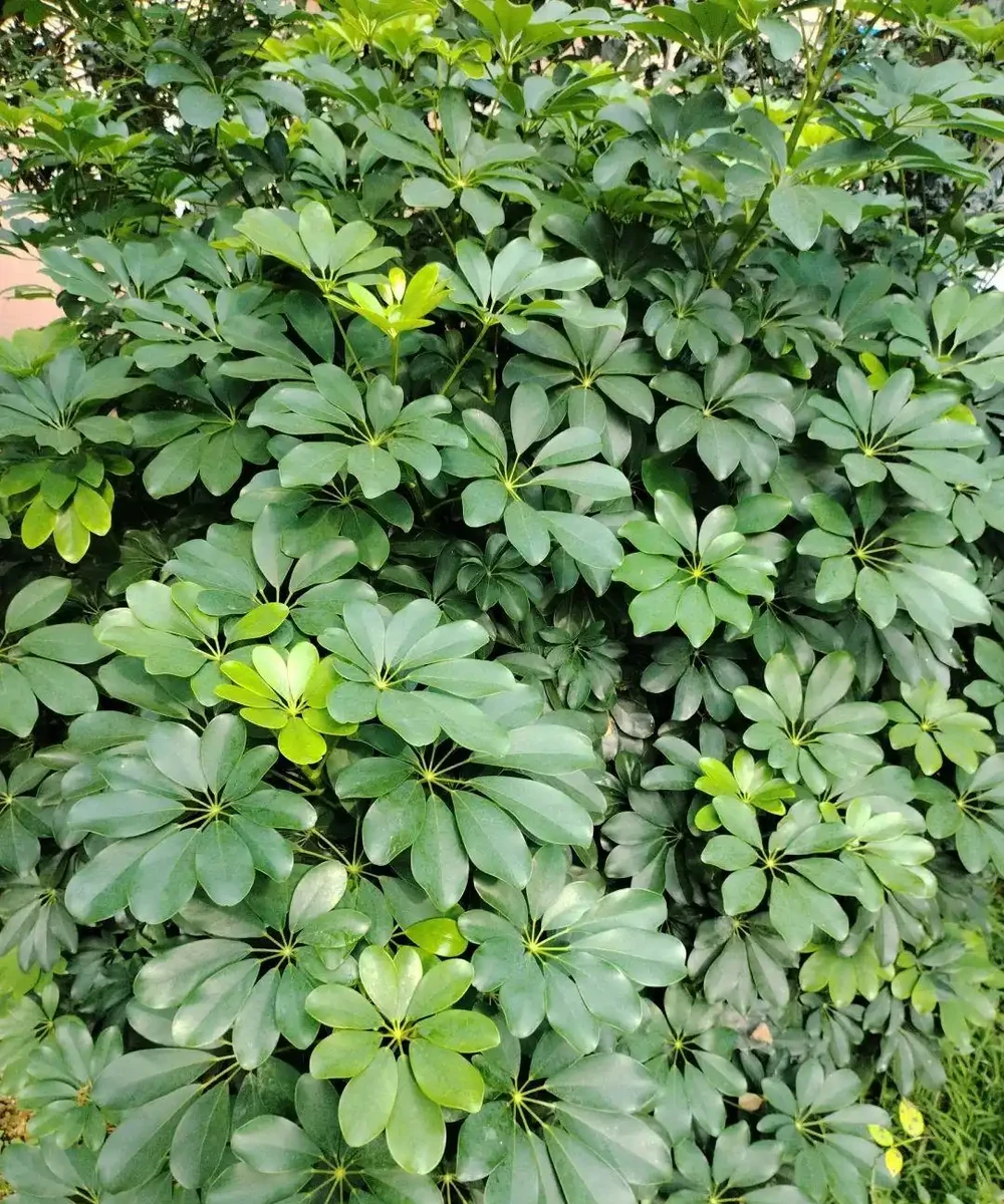 七葉蓮|學名「鵝掌藤」,名字帶「藤」卻不是藤,專治跌打風溼的民間良藥