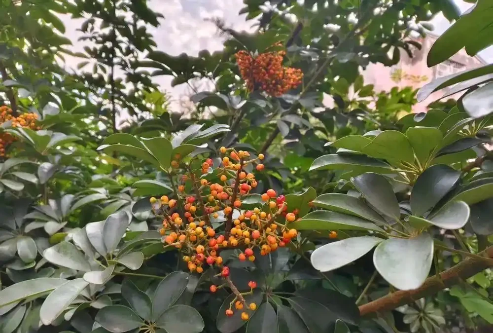 七葉蓮|學名「鵝掌藤」,名字帶「藤」卻不是藤,專治跌打風溼的民間良藥