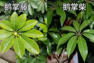 七葉蓮｜學名「鵝掌藤」，名字帶「藤」卻不是藤，專治跌打風溼的民間良藥