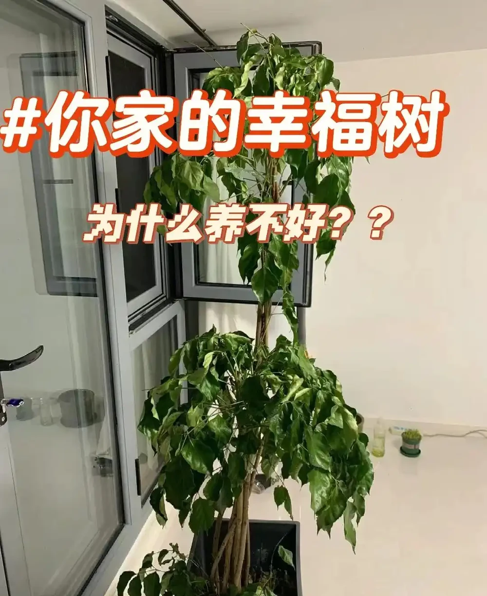 女子因「7年的幸福樹開花」引圍觀,真美,網友直呼:快接好運~