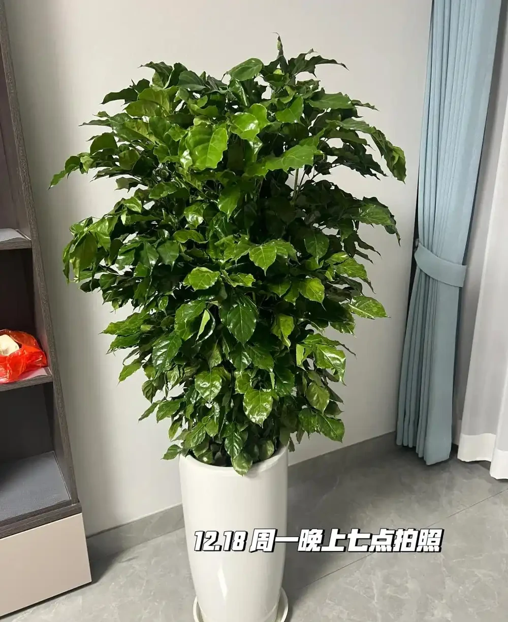 女子因「7年的幸福樹開花」引圍觀,真美,網友直呼:快接好運~