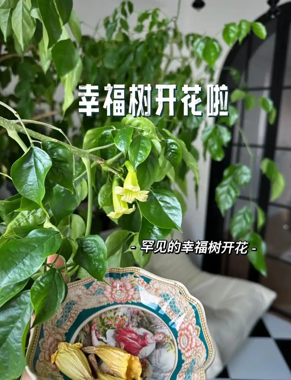 女子因「7年的幸福樹開花」引圍觀,真美,網友直呼:快接好運~