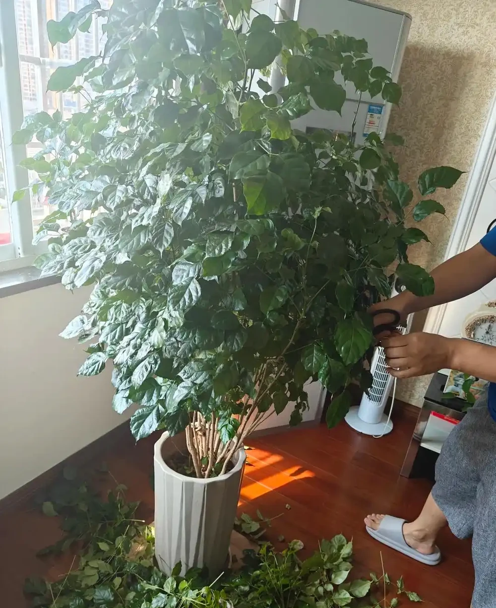 女子因「7年的幸福樹開花」引圍觀,真美,網友直呼:快接好運~