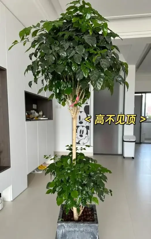 女子因「7年的幸福樹開花」引圍觀,真美,網友直呼:快接好運~