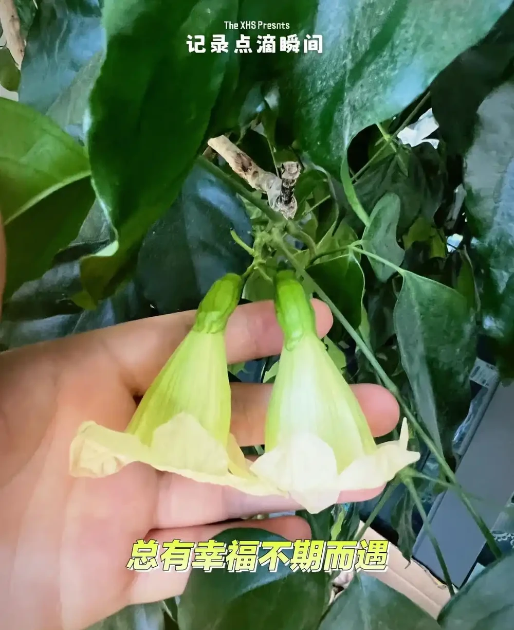 女子因「7年的幸福樹開花」引圍觀,真美,網友直呼:快接好運~
