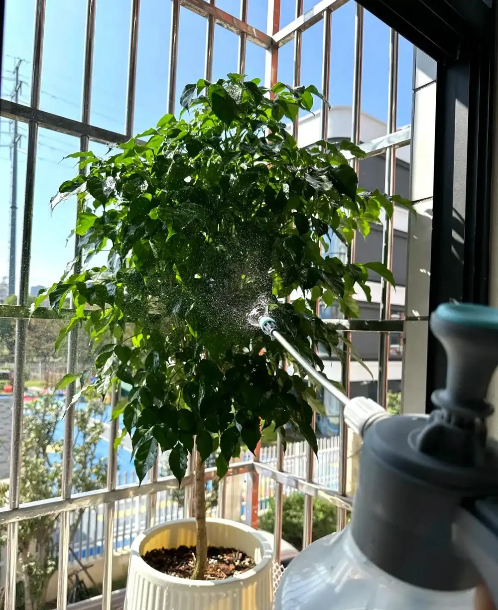 女子因「7年的幸福樹開花」引圍觀,真美,網友直呼:快接好運~