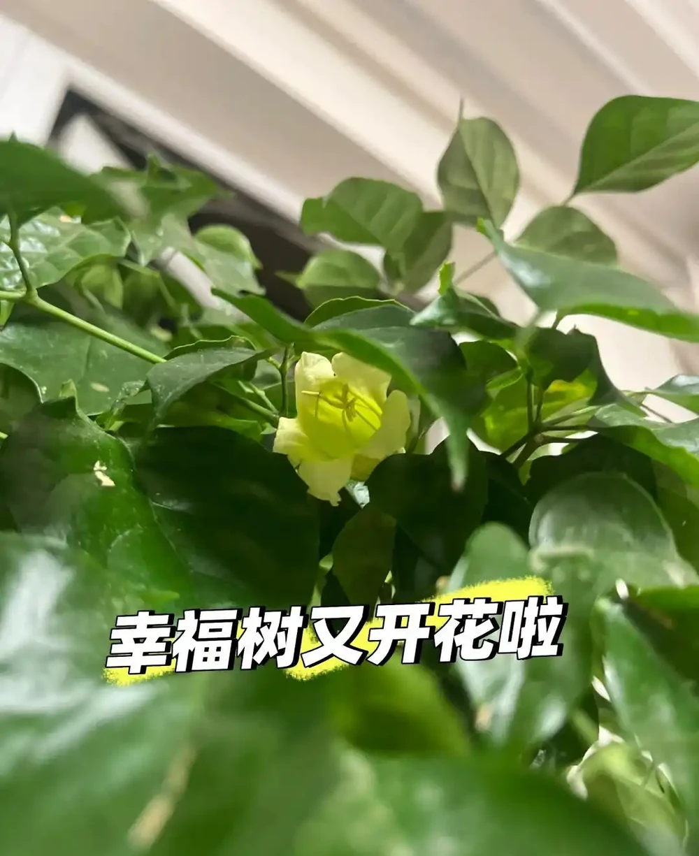 女子因「7年的幸福樹開花」引圍觀,真美,網友直呼:快接好運~